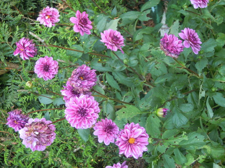 Dahlias mauve