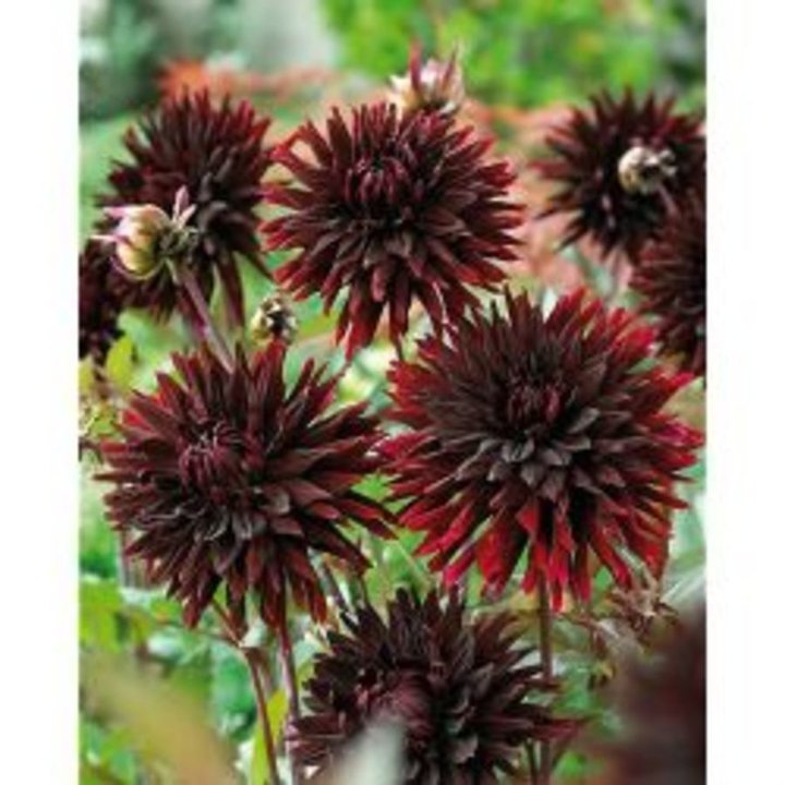 Dahlias noirs