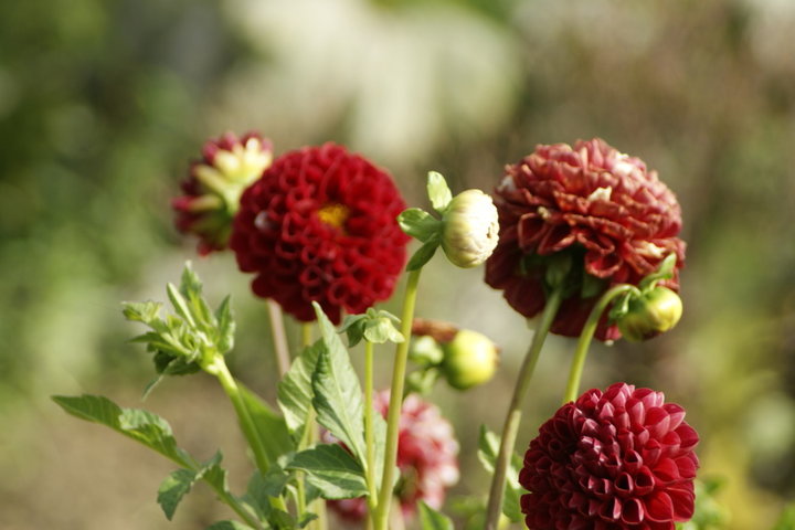 Dahlias pompon