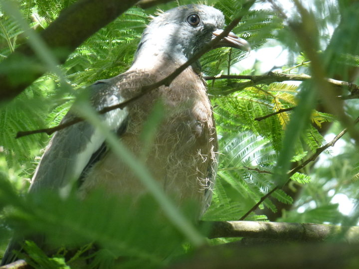 Dans le Mimosa