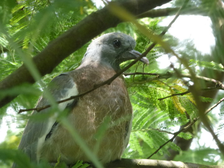 Dans le mimosa