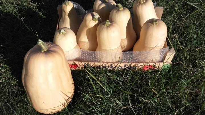 DÉbut de rÉcolte de la courge butternut