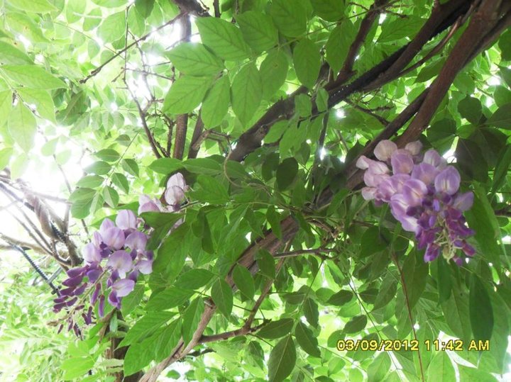 Dèbut septembre et encore en fleurs