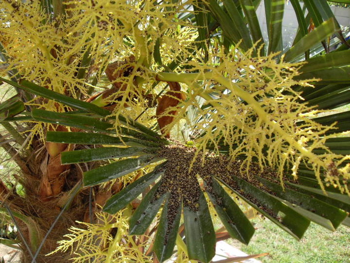 Défloraison d'un palmier