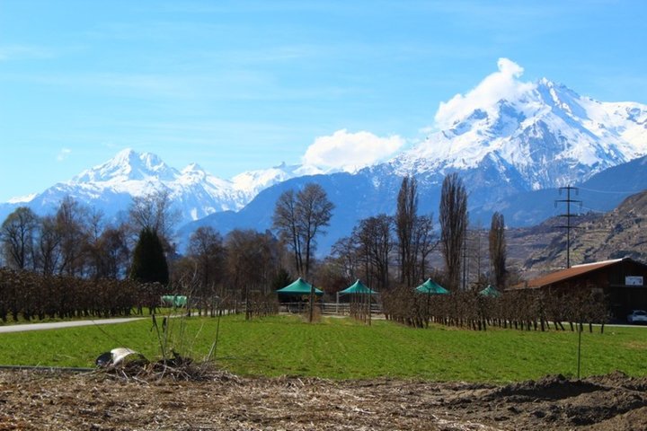 Depuis  mon  jardin