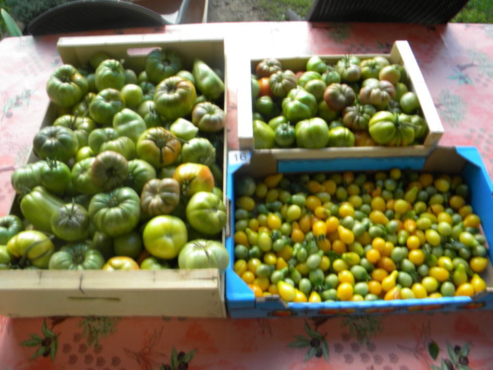 Dernière récolte tomates