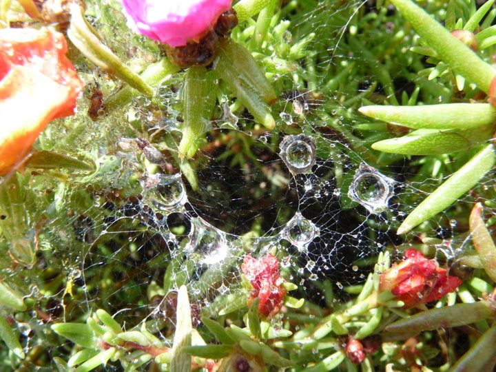 Des perles de pluie