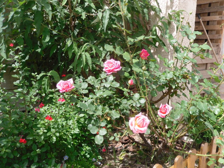 Des roses