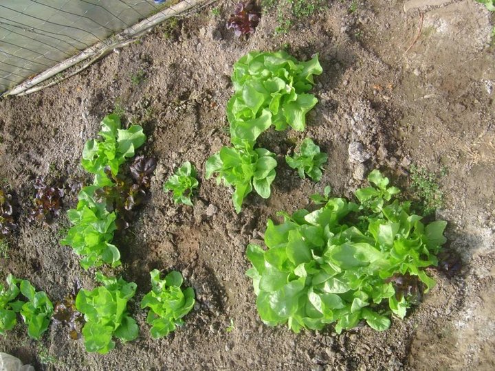 Des salades poussent dans la serre