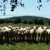 Cet été, un  jardin