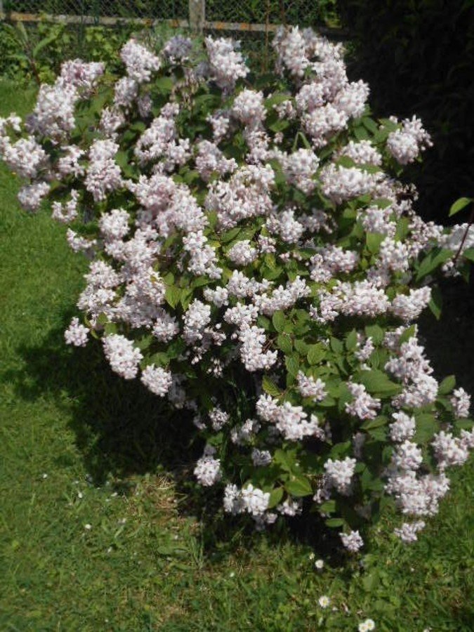 Deutzia rose