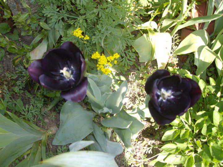 Deux tulipes noires