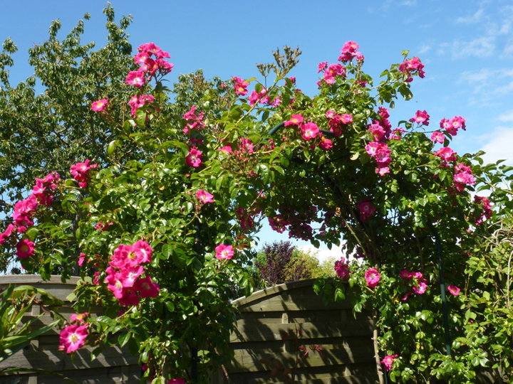 Dimanche 8 juin 2014 - Soleil ciel bleu et 26° - Qui dit qu'il ne fait jamais beau en Bretagne !