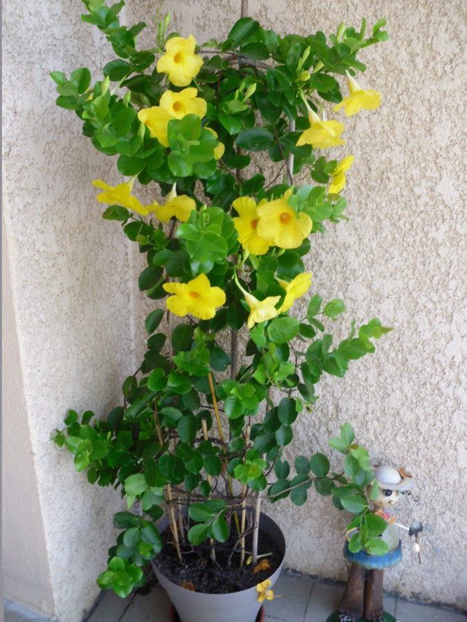 Dipladenia jaune