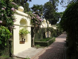 Bougainvilliers