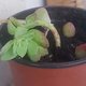 Mon jardin