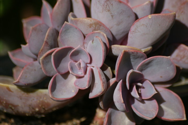 Echeveria