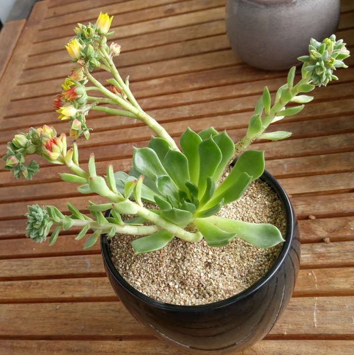 Echeveria Stolonifera.