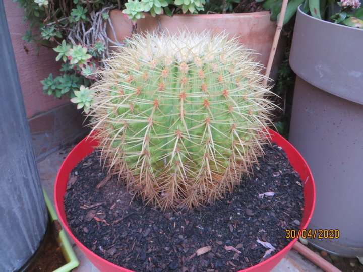 Echinocactus grusonii