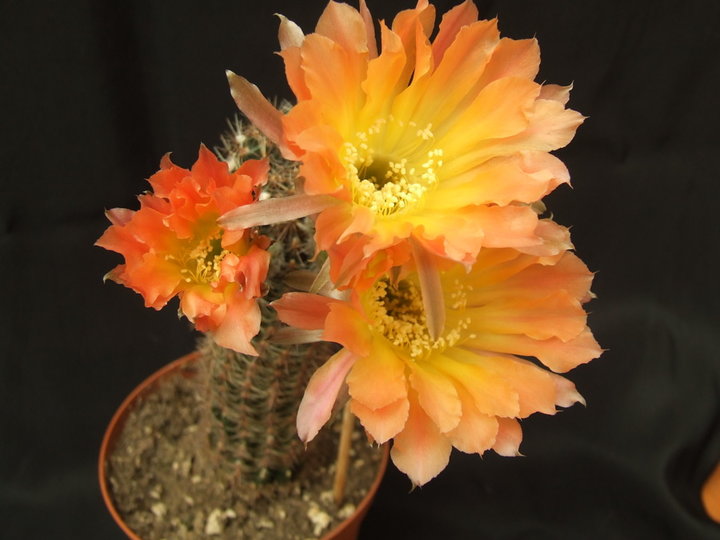 Echinopsis