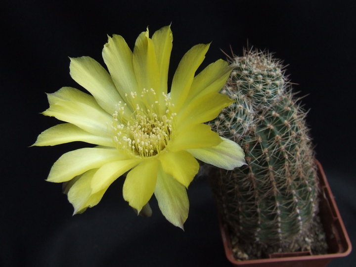 Echinopsis aurea