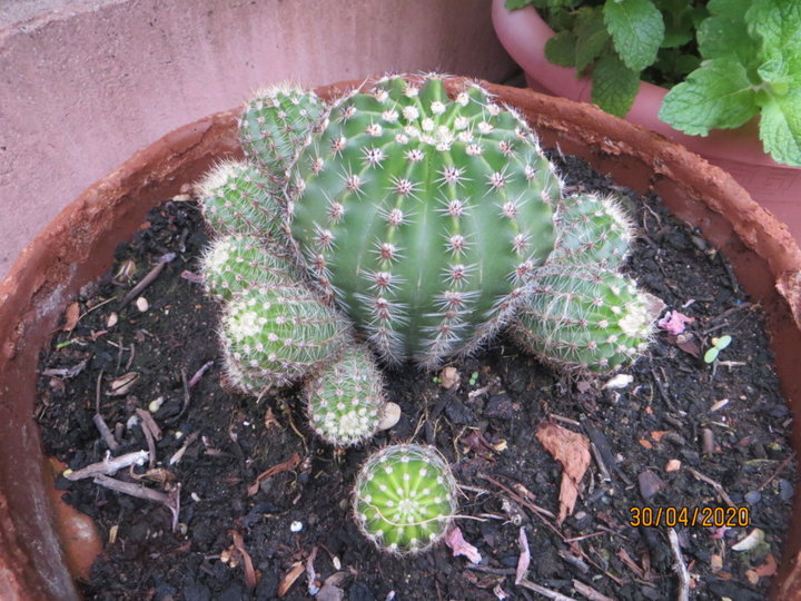 Echinopsis peut-être tubiflora..