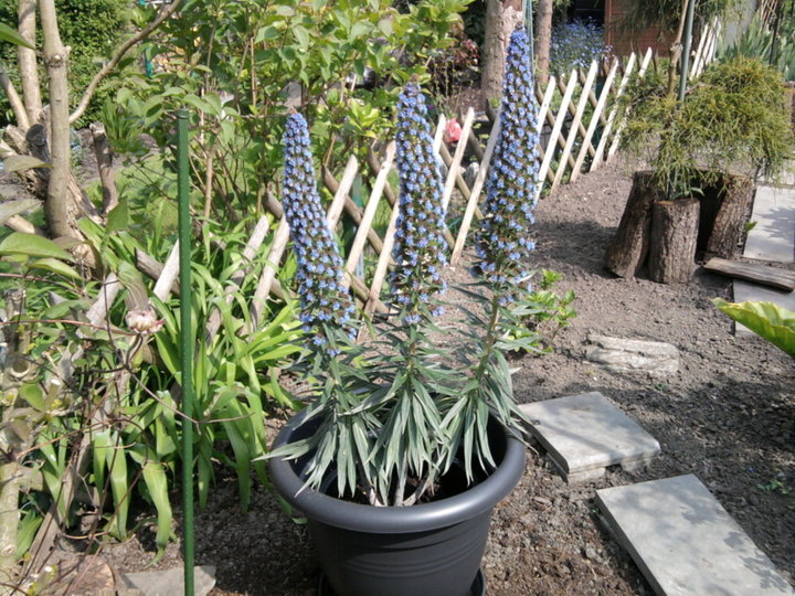 Echium