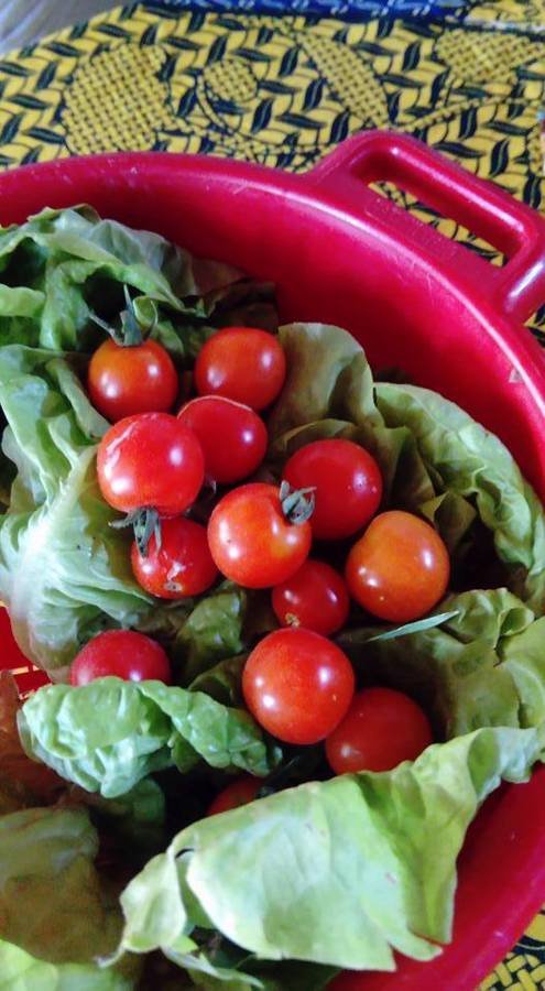 En avant pour la salade