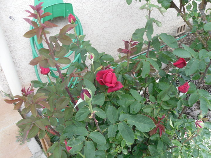 Encore des roses