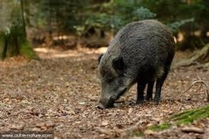 Encore un ami de la forêt 