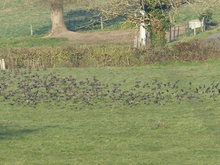 Envolee de pigeons