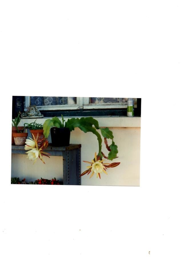 Epiphyllum botanique