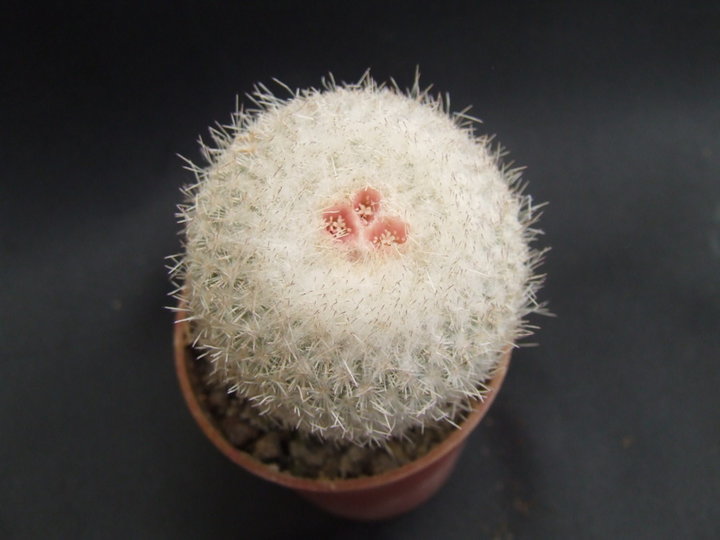 Epithelantha