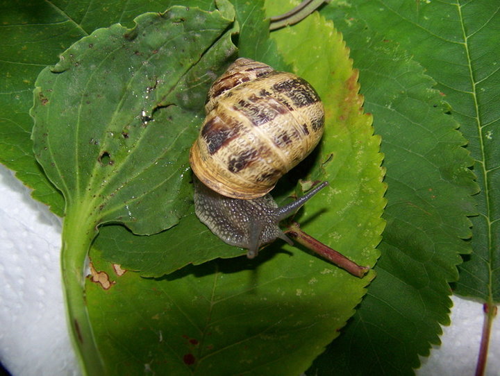 ESCARGOT petit-gris