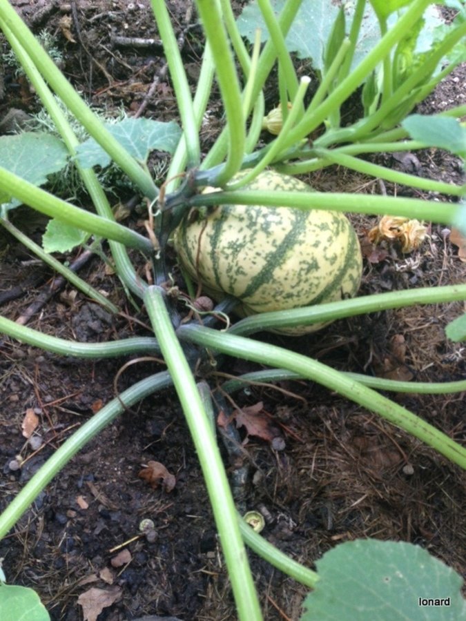 Est ce une courgette?