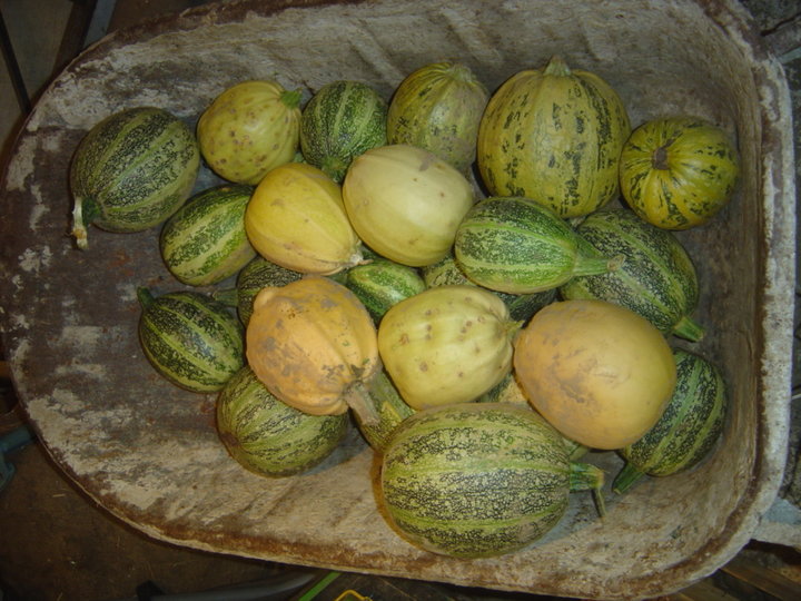 Et encore des courgettes