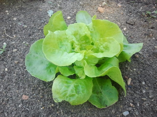 Et les salades qui avancent...