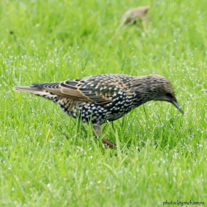 Etourneaux