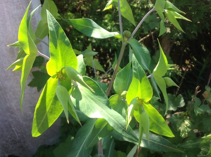 Euphorbia lathyris