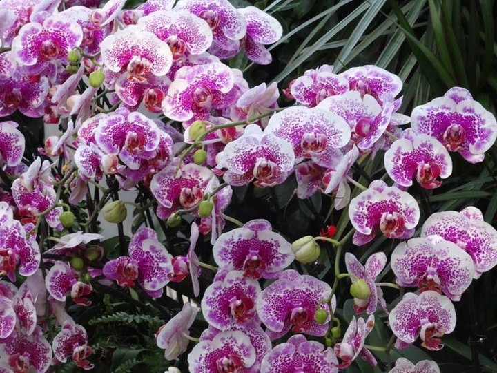 Exposition orchidées - MACAO - 2015