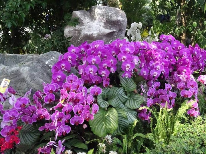 Exposition orchidées - MACAO - 2015