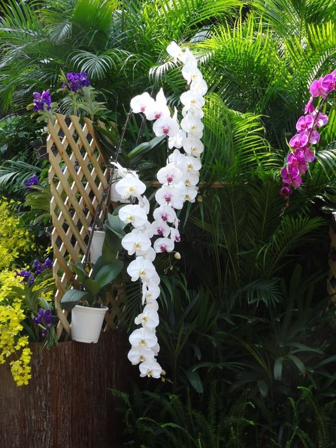 Exposition orchidées - MACAO - 2015