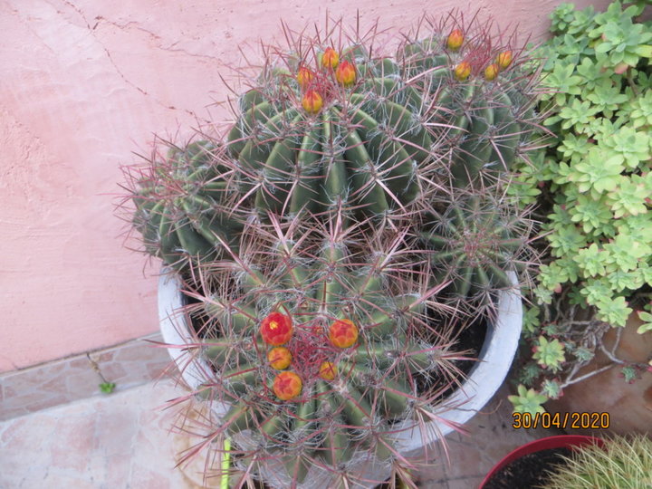 Ferocactus (mais lequel?)