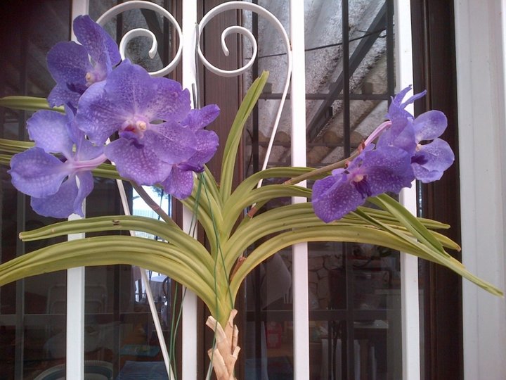 Fidèle vanda depuis 5 ans !!!