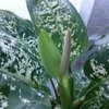 Fleur de dieffenbachia