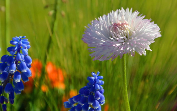 Fleur de massif