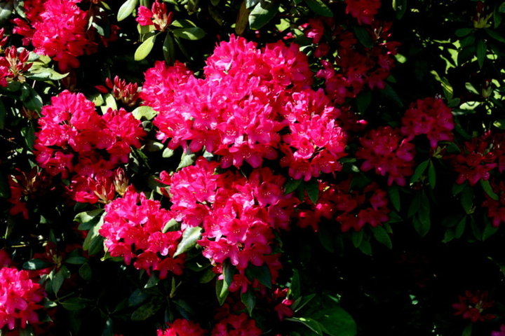 Fleur de mon rhodo