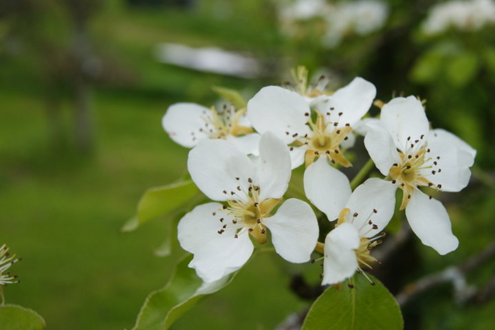 Fleur de poirier