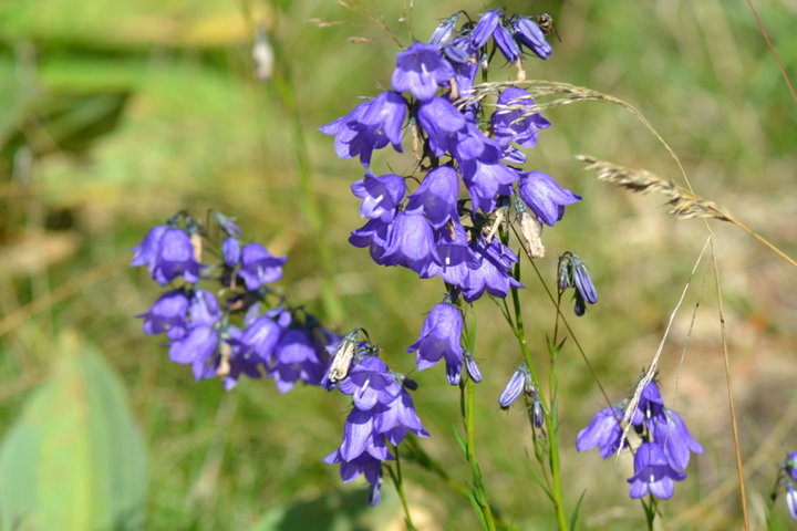 Fleur des bois