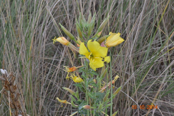 Fleur des dunes